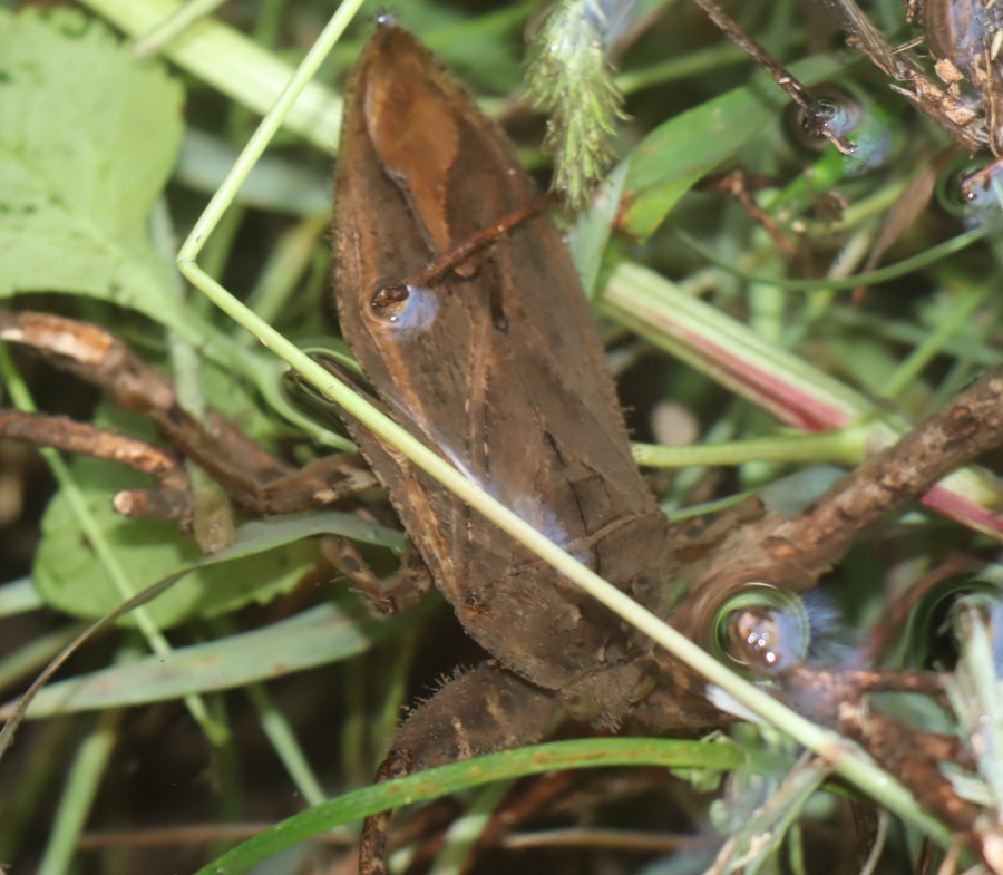 タガメ（アングル4）_タガメの里 タガメの命をつなぐ用水路_2022年9月29日13時20分頃_気温29度